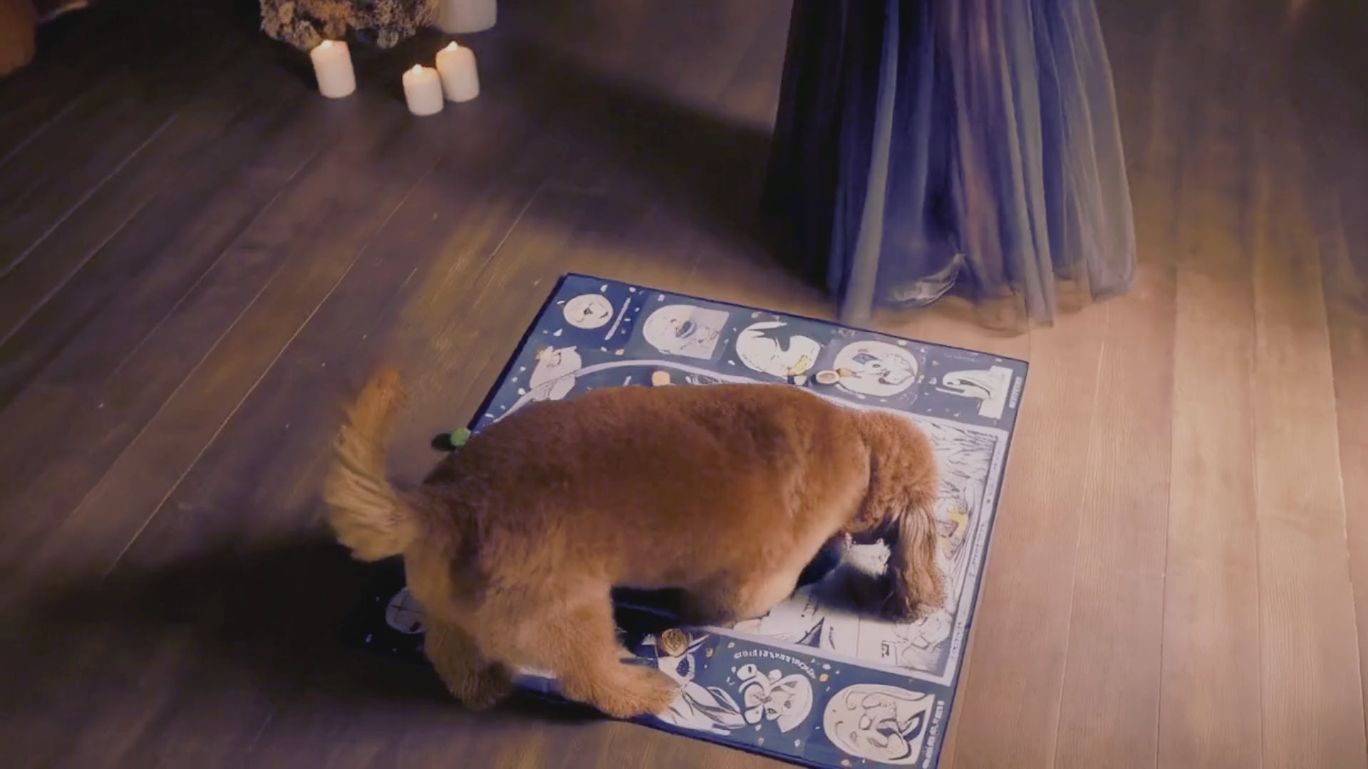 The Pet Oracle Future Telling Header Video