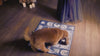 The Pet Oracle Future Telling Header Video